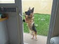 Kayla my german shepherd opening  door