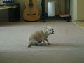 Chihuahua Lip-Sync