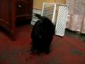 videos de conejo zombra lavandose la kara