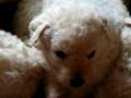 Kuvasz