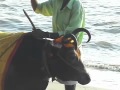 Crows and Cows at Rameswaram