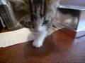 可愛い仔猫オリバーくん、J.Boonに来店（スコティッシュフォールド Scottish Fold）