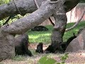 Two Gorilla babies at Atlanta Zoo