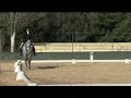 Alabardero - Andalusian for sale