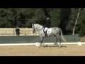 Alabardero - Andalusian for sale