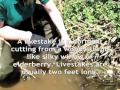 Managing Erosion with Plants