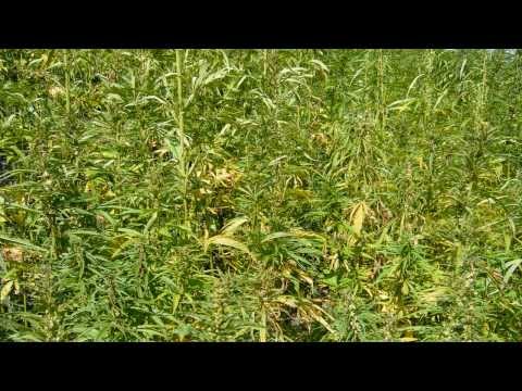 how to cure bhang hangover