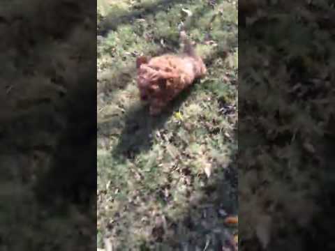 Cava Poo Puppy for sale!!