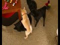 Schipperke\