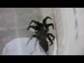 HUGE DEADLY FUNNEL WEB Spider - Playing Dead - Watch in HD!!!! PART 1 of 2