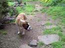Jade playing