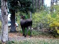More Moose in Anchorage