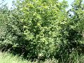 Landgoed De Graven, I Landgoed De Graven, I