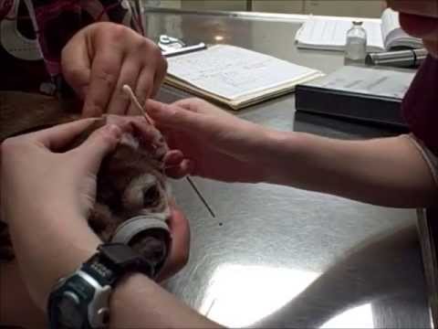 how to perform urethral swab