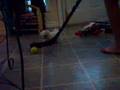 Bichón Boloñés video