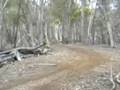 videos de ltz400 yz250 racing