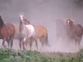 Run For The Roses By Dan Fogelberg