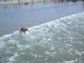 videos de Bella @ dog beach