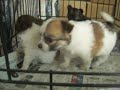 チワワ＆ポメラニアン　赤ちゃん！