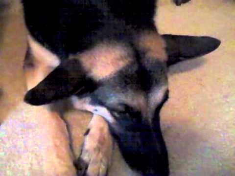 how to care german shepherd puppy