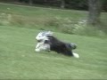 videos de Hogan the Lowchen Plays Fetch