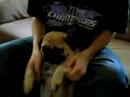 PUG DOG LEANS HIS SHOULDAS PUG DOG LEANS HIS SHOULDAS