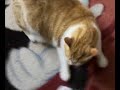 Cat Attack