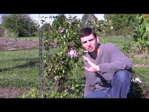 how to care clematis