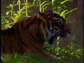 Tiger Tiger