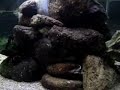 Aquário marinho octavado muito bem montado no Aquário de Ubatuba.Apesar de ser fish-only chama muito atenção, principalmente pela saúde dos peixes. 