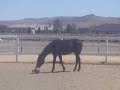 decoto playful colt decoto playful colt