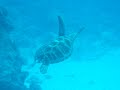 ??turtle swims gracefully ??turtle swims gracefully