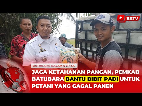 JAGA KETAHANAN PANGAN, PEMKAB BATUBARA BANTU BIBIT PADI UNTUK PETANI YANG GAGAL PANEN