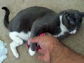 CAT HATES SODA!! CAT HATES SODA!!