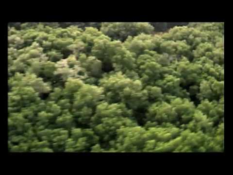 Destination Suriname part one out of two Destination Suriname part one out of two