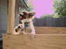 dogs new playpen dogs new playpen