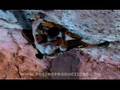 STEVE MCCLURE ROCK CLIMBING