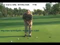 Text Book Golf Swing