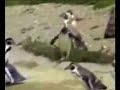 Techno Penguin Techno Penguin