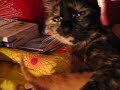 My cats