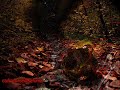 Freq - Carbon-based Lifeform