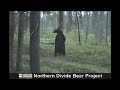 Bear Rub Dance