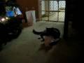 videos de Is Buds Funny?