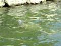 videos de Manatee sighting