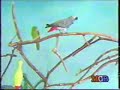 Parrot Training by Lou Hilario