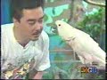 Parrot Training by Lou Hilario Parrot Training by Lou Hilario