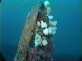 Moody Wreck