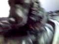 my lil dog holly ( miss her loads) : (