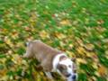 Bulldog playing in leaves