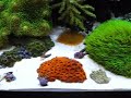 reef tank